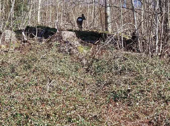 アパート An Der Spitze